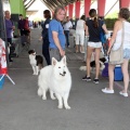 Concurso canino Castellón