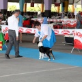 Concurso canino Castellón