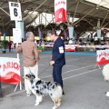 Concurso canino Castellón