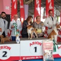 Concurso canino Castellón