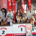 Concurso canino Castellón