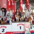 Concurso canino Castellón