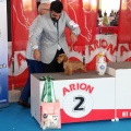 Concurso canino Castellón