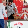 Concurso canino Castellón