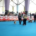 Concurso canino Castellón