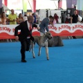 Concurso canino Castellón