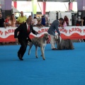 Concurso canino Castellón