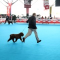 Concurso canino Castellón