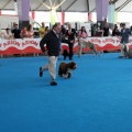 Concurso canino Castellón