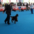 Concurso canino Castellón