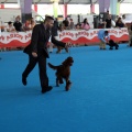 Concurso canino Castellón