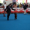 Concurso canino Castellón