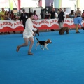 Concurso canino Castellón