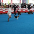 Concurso canino Castellón