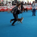 Concurso canino Castellón