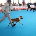 Concurso canino Castellón