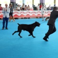 Concurso canino Castellón