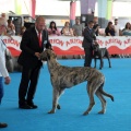 Concurso canino Castellón