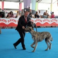 Concurso canino Castellón