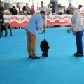 Concurso canino Castellón