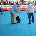 Concurso canino Castellón