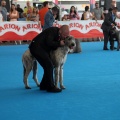 Concurso canino Castellón