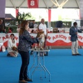 Concurso canino Castellón