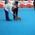 Concurso canino Castellón