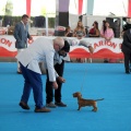 Concurso canino Castellón