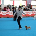 Concurso canino Castellón