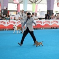 Concurso canino Castellón