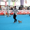 Concurso canino Castellón