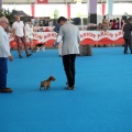 Concurso canino Castellón