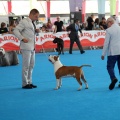 Concurso canino Castellón