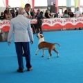 Concurso canino Castellón