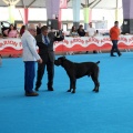 Concurso canino Castellón