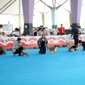 Concurso canino Castellón