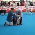 Concurso canino Castellón