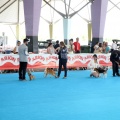 Concurso canino Castellón