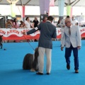 Concurso canino Castellón