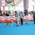 Concurso canino Castellón