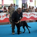 Concurso canino Castellón