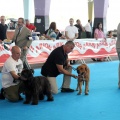 Concurso canino Castellón