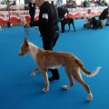 Concurso canino Castellón