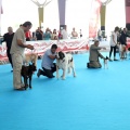 Concurso canino Castellón