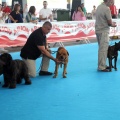 Concurso canino Castellón