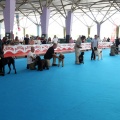 Concurso canino Castellón