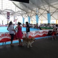 Concurso canino Castellón