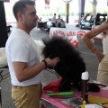 Concurso canino Castellón