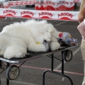 Concurso canino Castellón